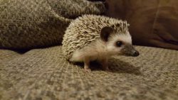 Stressbuster: Exotic Animals @ Junior Common Room(012), Winters College